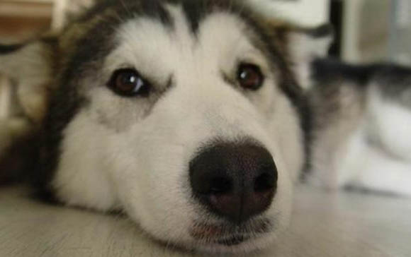 棉花面纱犬哪里有卖