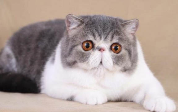 猫咪为什么疯狂刨猫砂