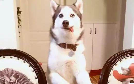 狗狗拉稀的现象和原因及处理方法