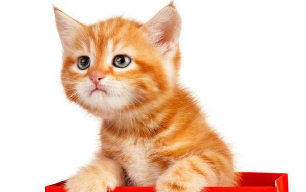 养猫对小孩子坏处