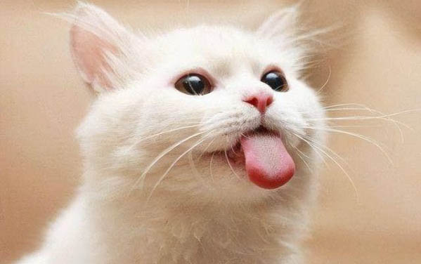 小猫咪到底有多粘人