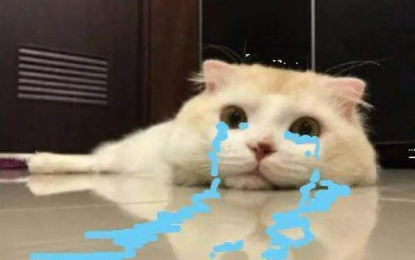 猫呕吐可以吃罐头