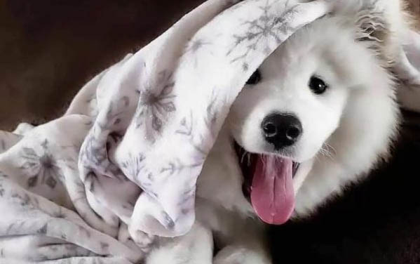 萨摩耶犬吃蔬菜的注意事项