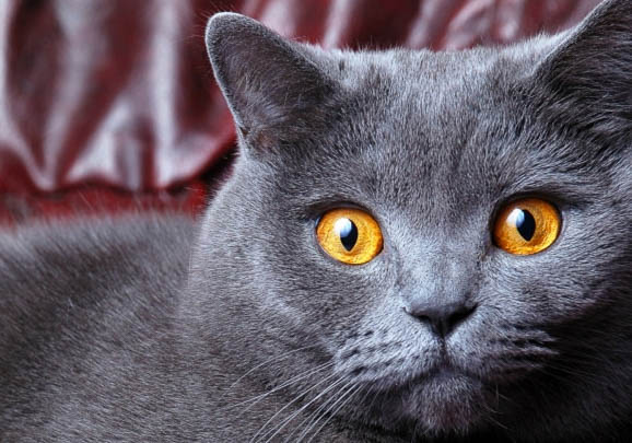 英国短毛猫价格值多少钱一只