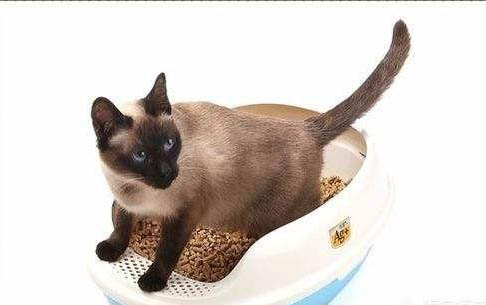 给猫咪剃毛的好处