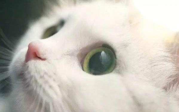 猫咪几个月发情,小猫多大会进入发情期