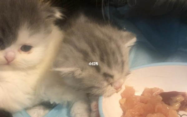 小奶猫尿道口有脓分泌物