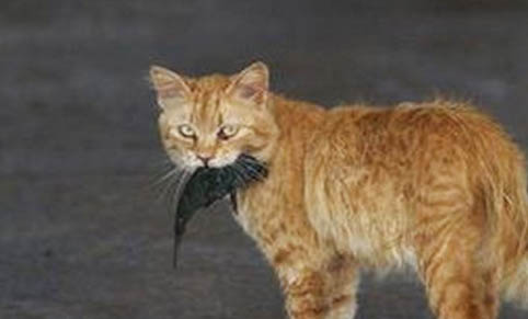 猫妙三多过敏处理措施
