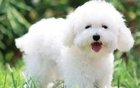 比熊生宝宝有什么需要注意的