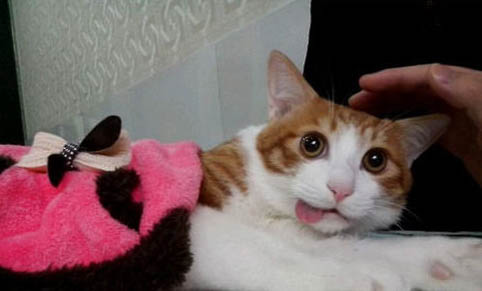 猫咪发烧症状都有哪些