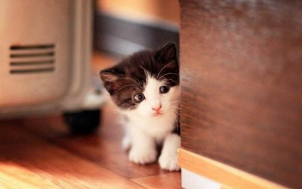 的小猫可以吃西瓜吗