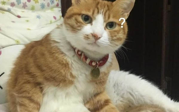 请问猫咪呕吐的原因及处理方法