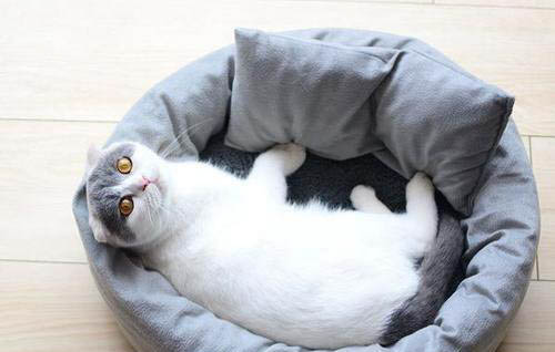 猫咪口炎初期症状图片