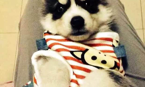 狗狗狗粮哪个牌子好