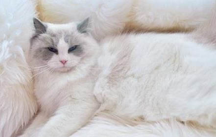 猫咪患了肾衰竭不治疗能活多久
