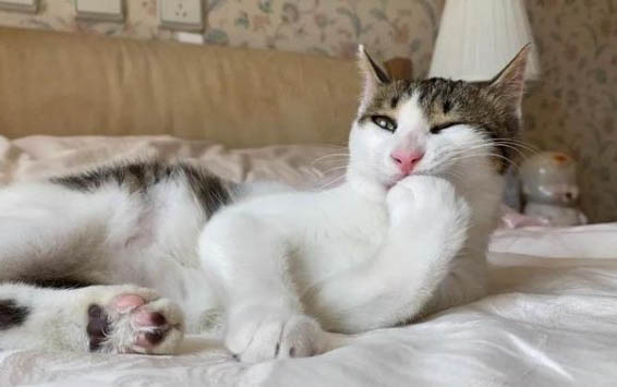 猫咪打完疫苗多久可以做绝育