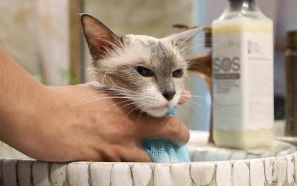 怀孕一个月的猫咪有哪些特征