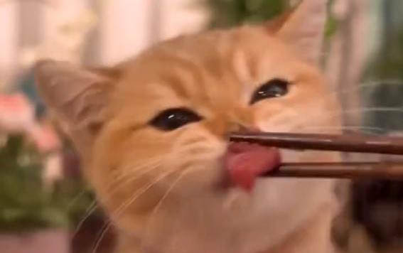 猫咪可以吃人的消炎药吗