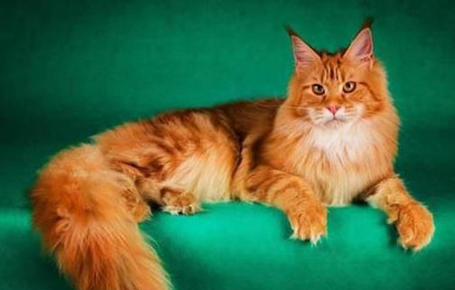 猫咪和狗狗交配成功了,能繁殖出下一代吗