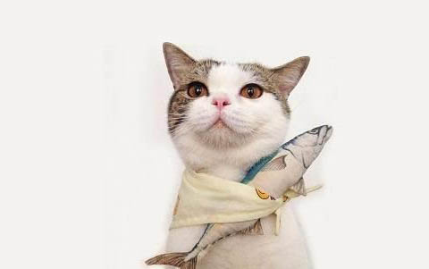 猫咪生气时会有哪些表现