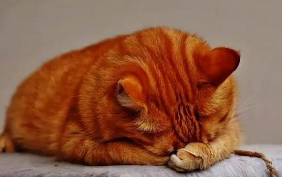 猫咪为什么老是舔人手指呢