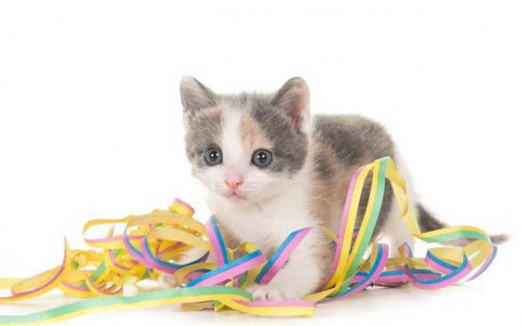 猫咪频繁到处拉血水该怎么办