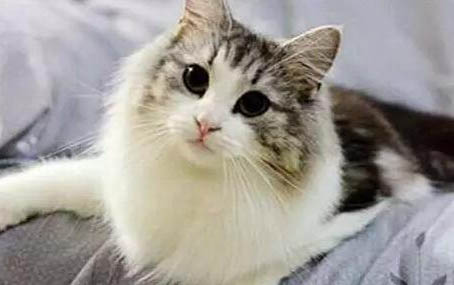 小猫从出生到发育成熟需要几个月