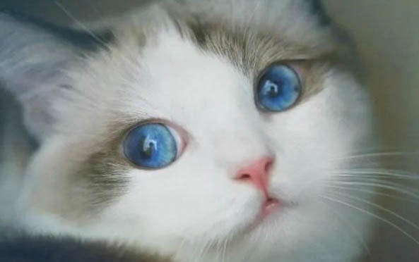 布偶猫拉肚子会自愈吗