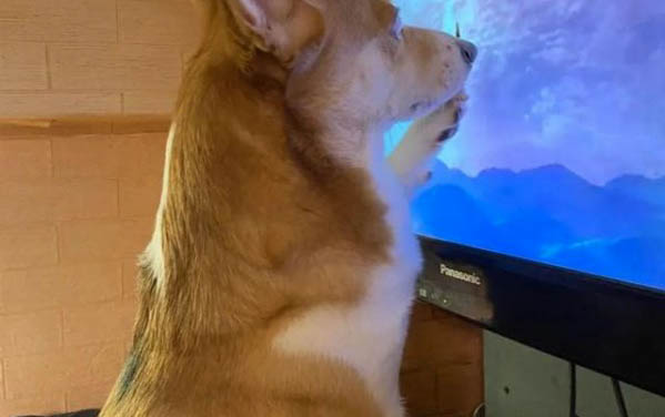 为什么狗狗咳