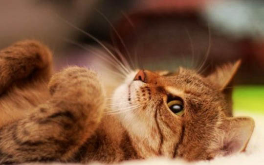 小猫一天拉几次屎才算正常