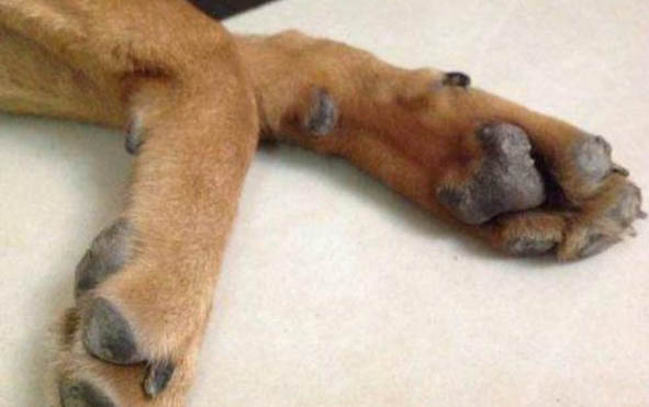 狗身上一股鱼腥味是咋回事