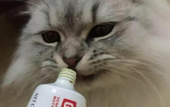 猫咪不喜欢穿衣服咋办