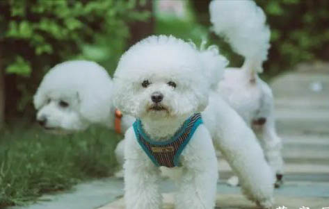 如何为比熊犬挑狗粮好呢