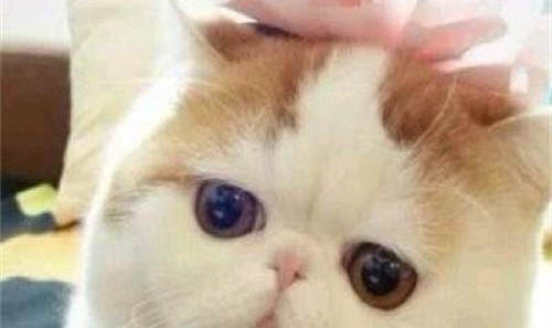 加菲猫鼻子不通气一直用嘴出气