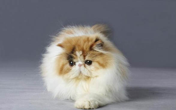 一个月猫咪可以喝牛奶吗