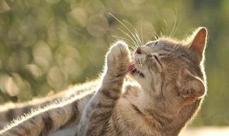 美短母猫多大适合生育