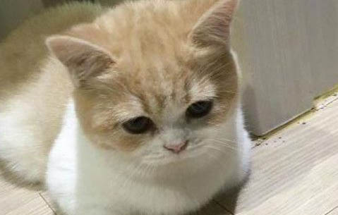 给猫咪取名字的五种方法