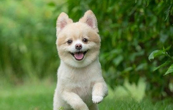 博美犬的寿命一般是多少年
