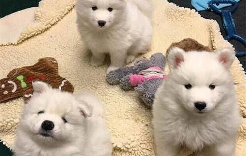 狗狗撕扯狗窝的原因及处理方法