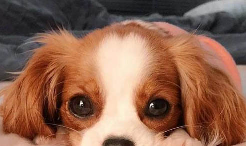 狗狗不睡狗窝睡地上怎么办