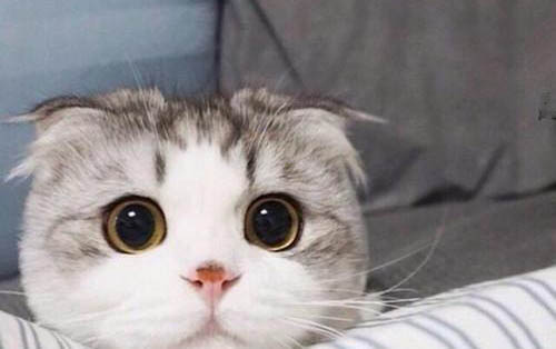 猫咪绝育后的注意事项有哪些