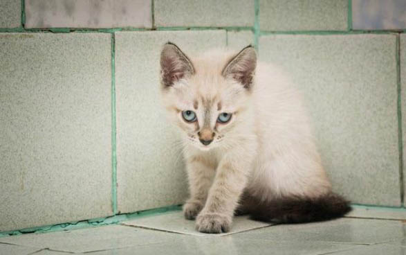 猫咪后腿拖着走路怎么办