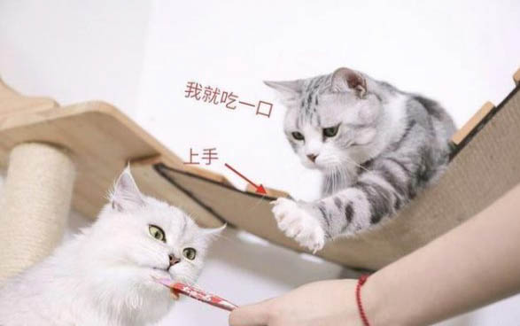 猫咪被打了一直摇尾巴是为什么