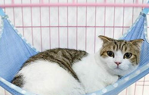 猫咪眼睛里面红肿有肉