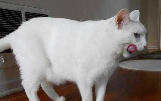 刚出生的猫咪多久可以抱走
