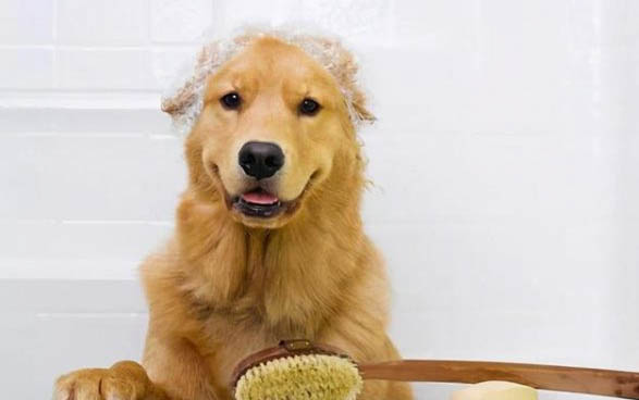 狗狗怀孕多久能看出来