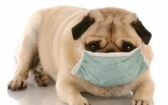 小狗眼睛睁不开流眼泪怎么回事