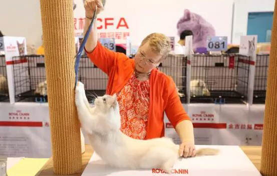 养猫咪为什么要打针呢？怎么回事