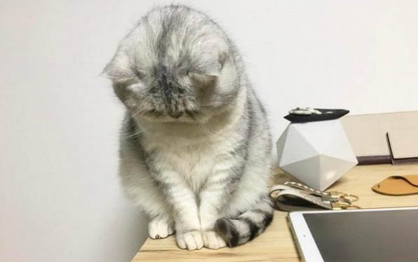 小猫吐了白色粘液