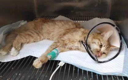 小猫可以吃什么食物啊